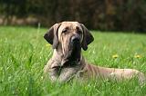 FILA BRASILEIRO 050